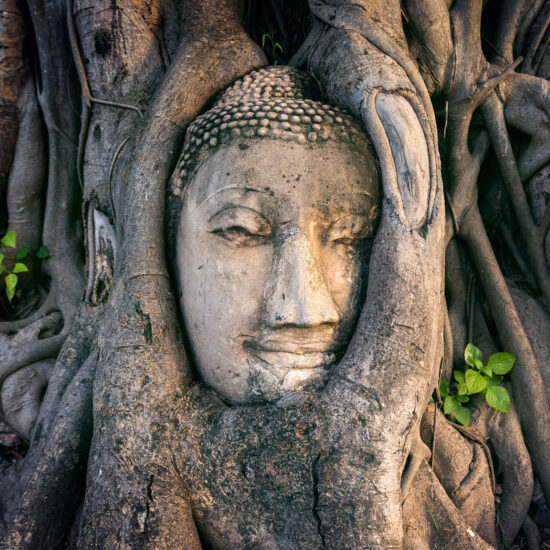 Buddha head in fig tree at Wat Mahathat, Ayutthaya historical park, Thailand.